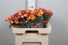 R Tr Land Of Fire 60cm 55+