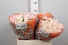 R Tr Happy Wedding 60cm 55+