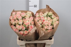 R Tr Azore 60cm 55+