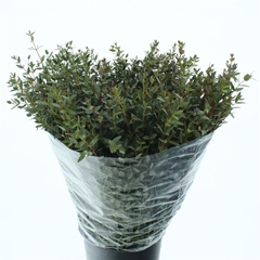 Euc Parvifolia P Bs 70cm 300gram