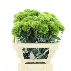 Di Barb Kiwi Mellow 55cm 23