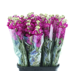 Matth Iron Deep Pink 65cm 24
