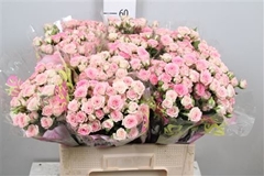 R Tr Creamy Twister 60cm 65+
