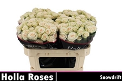 R Tr Snowdrift 70cm