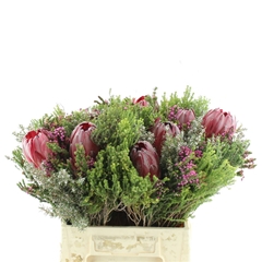 Protea Per Bunch 3 Punt 50cm