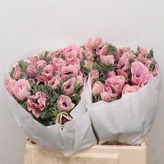 Anem Ov 35cm