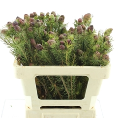 Leucad Other 50cm