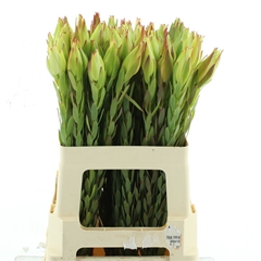 Leucad Other 70cm