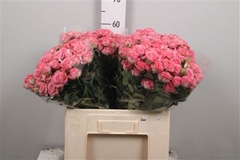 R Tr Jessy 60cm 65+