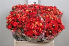 R Tr Fire Flash 60cm 55+