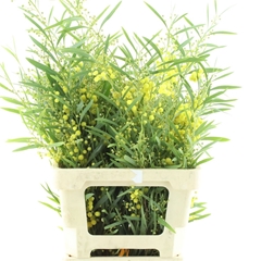 Acacia Retinodes Bs 65cm 200gram