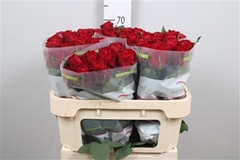 R Gr Madam Red 70cm