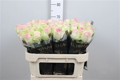 R Gr Pink Journey 70cm