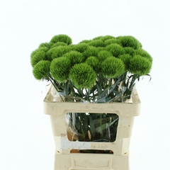 Di Barb Kiwi Mellow 55cm