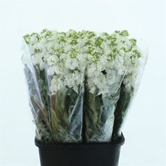 Matth Iron White 70cm 24