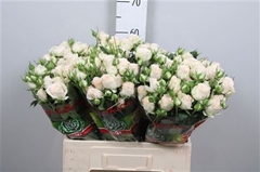 R Tr Sweet Sofie 50cm 55+