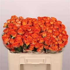 R Tr Ariya 50cm 55+