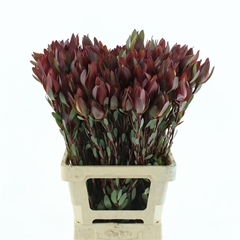 Leucad Senorita 70cm