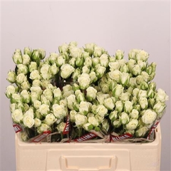 R Tr Snowflake 50cm 55+