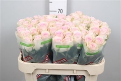 R Gr Revival Sweet 70cm