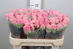 R Gr Jessika 70cm