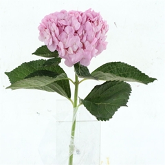 Hydr Other 60cm 19cm Ø