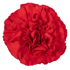 Di St Don Pedro 65cm 23
