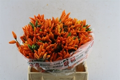 Cap Orange Fire 40cm