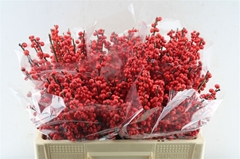 Ilex Vert (RODE Bes) 50cm