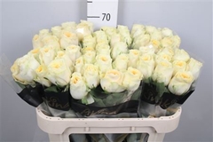 R Gr Buttercup 70cm