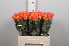R Gr Confidential 60cm