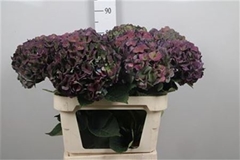 Hydr M Roy Crown Cl 80cm