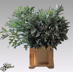 Eiken Blad Pal Wit