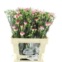 Di Tr Yellow Eveline 65cm 23