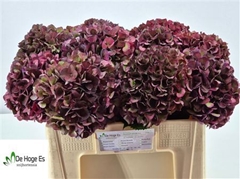 Hydr M Mag Ruby Cl P 50cm 18cm Ø