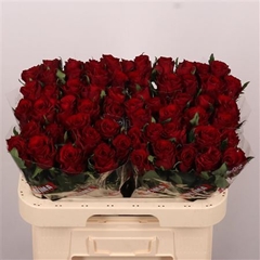 R Gr Red Amarok 60cm