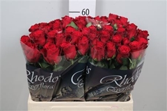 R Gr Rhodos 60cm 5cm