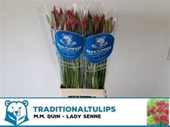 Ne Bo Lady Senne Cerise