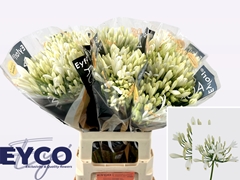 Agap Bianca Perla 65cm