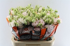Eus G Chac Wed Pink 70cm