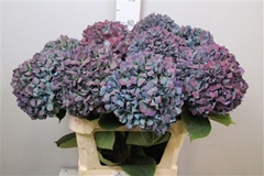 Hydr Ma Pimpernel Cl 80cm 23cm Ø