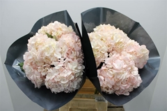 Hydr M Premium Light Pink