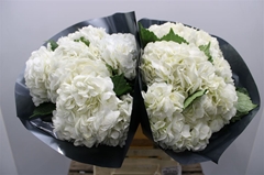 Hydr M Premium White