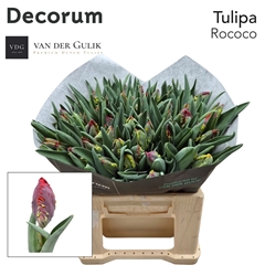 Tu Pa Rococo