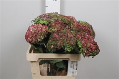 Hydr M Mag Revolu Cl 60cm 15cm Ø