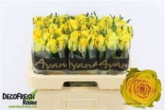 R Gr Golden Smile 60cm