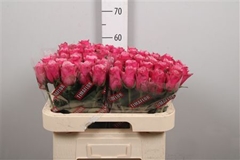 R Gr Majestic Athena 60cm