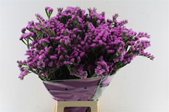 Limonium S Rosa Sun 80cm 80gram