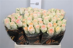 R Gr Brinessa 60cm