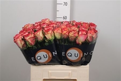 Tu En Stargazer 60cm 23